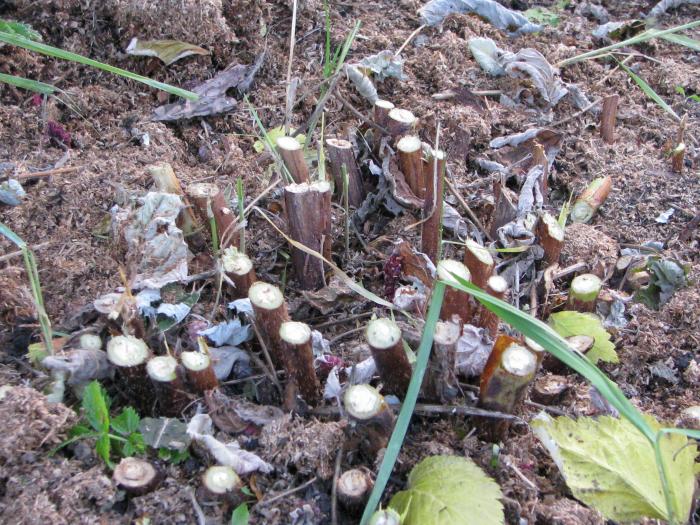 обрезка ремонтантной малины, саженцы малины, купить саженцы малины